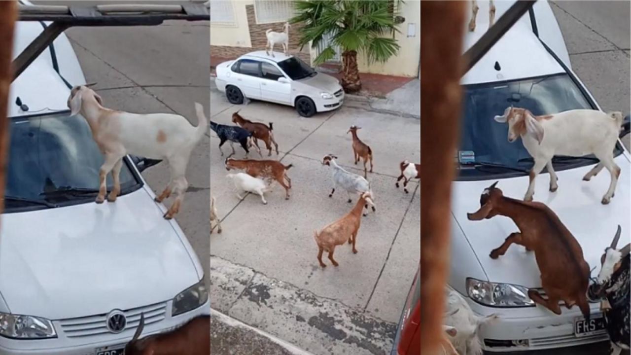 Un video viral muestra el caos que provocaron alrededor de 15 animales de granja sueltos por un barrio de Entre Ríos...