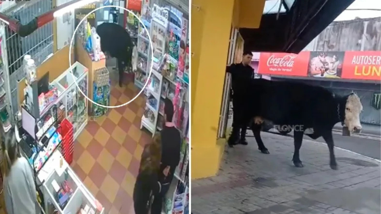El insólito hecho ocurrió en pleno centro de Concordia cuando una vaca de 500 kilos se metió en una librería. El veterinario municipal dio que el dueño deberá pagar una multa.