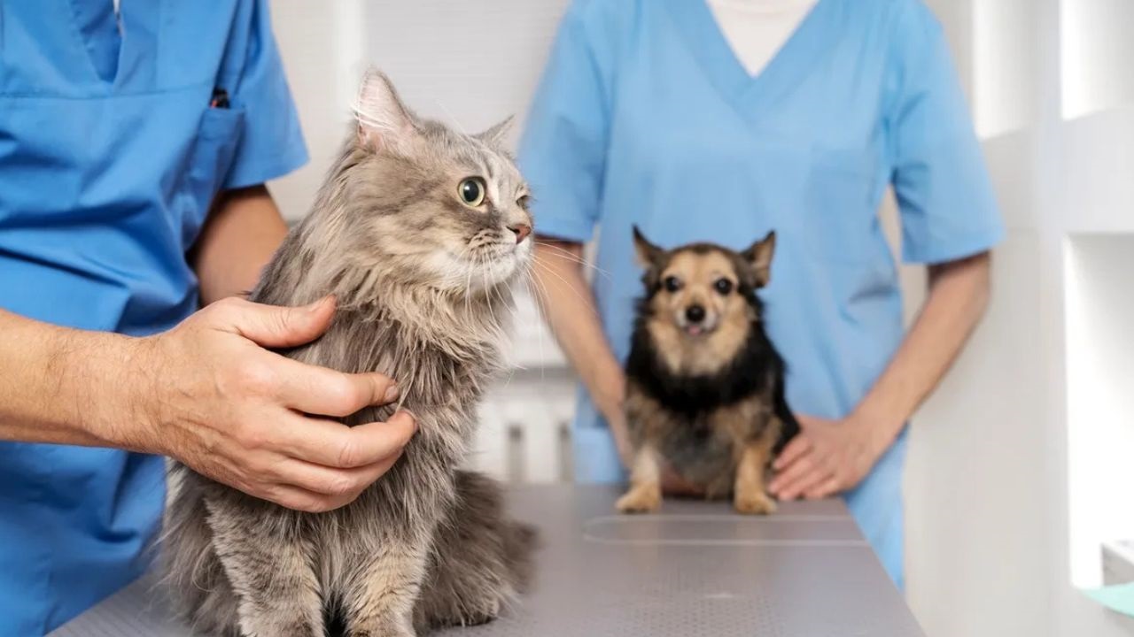 La prepaga de salud y Vetify firmaron un acuerdo para integrar la atención de las mascotas al programa de beneficios MÁS OSDE.