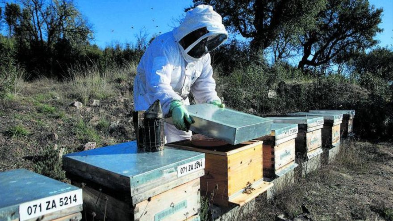 Dos apicultores, condenados a tres meses de prisión cada uno y a una multa, fingieron un asalto a sus explotaciones...