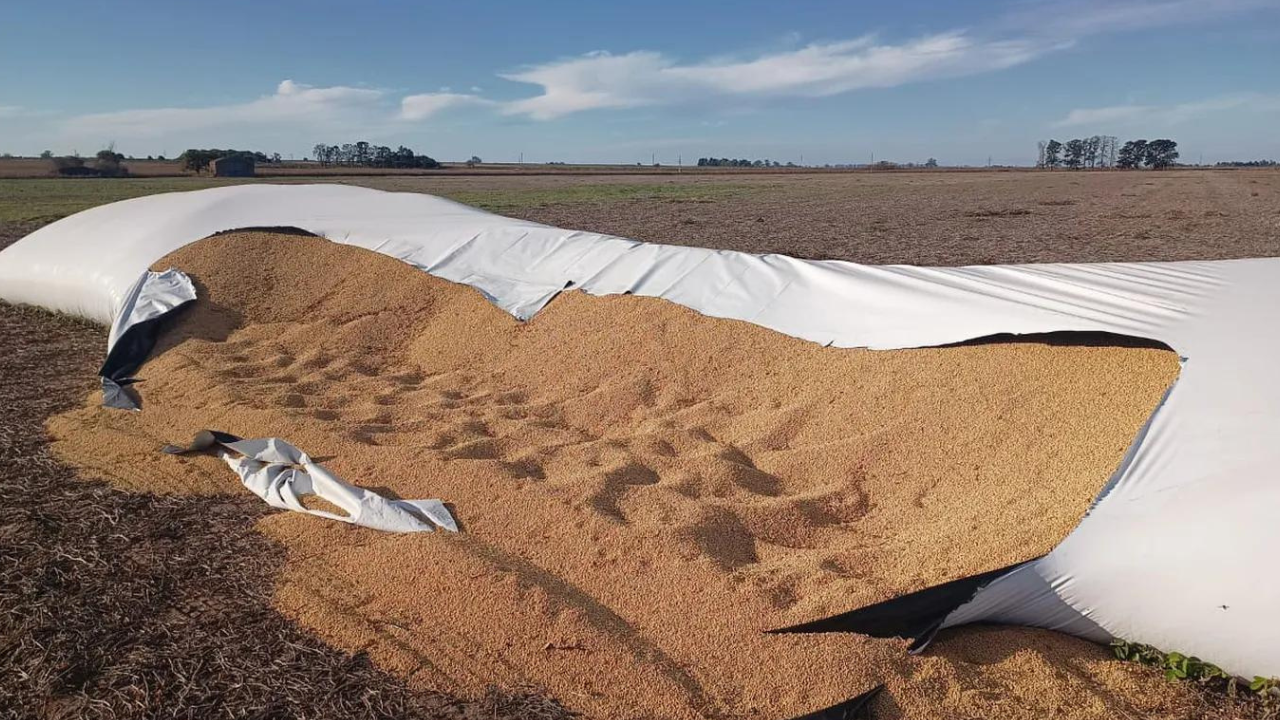 Ocurrió entre las localidades de Las Rosas y Los Cardos. Los delincuentes llegaron en un camión, rompieron el depósito, cargaron los granos con palas y se fugaron. Advirtien que en la zona operan los llamados “puertos secos”.