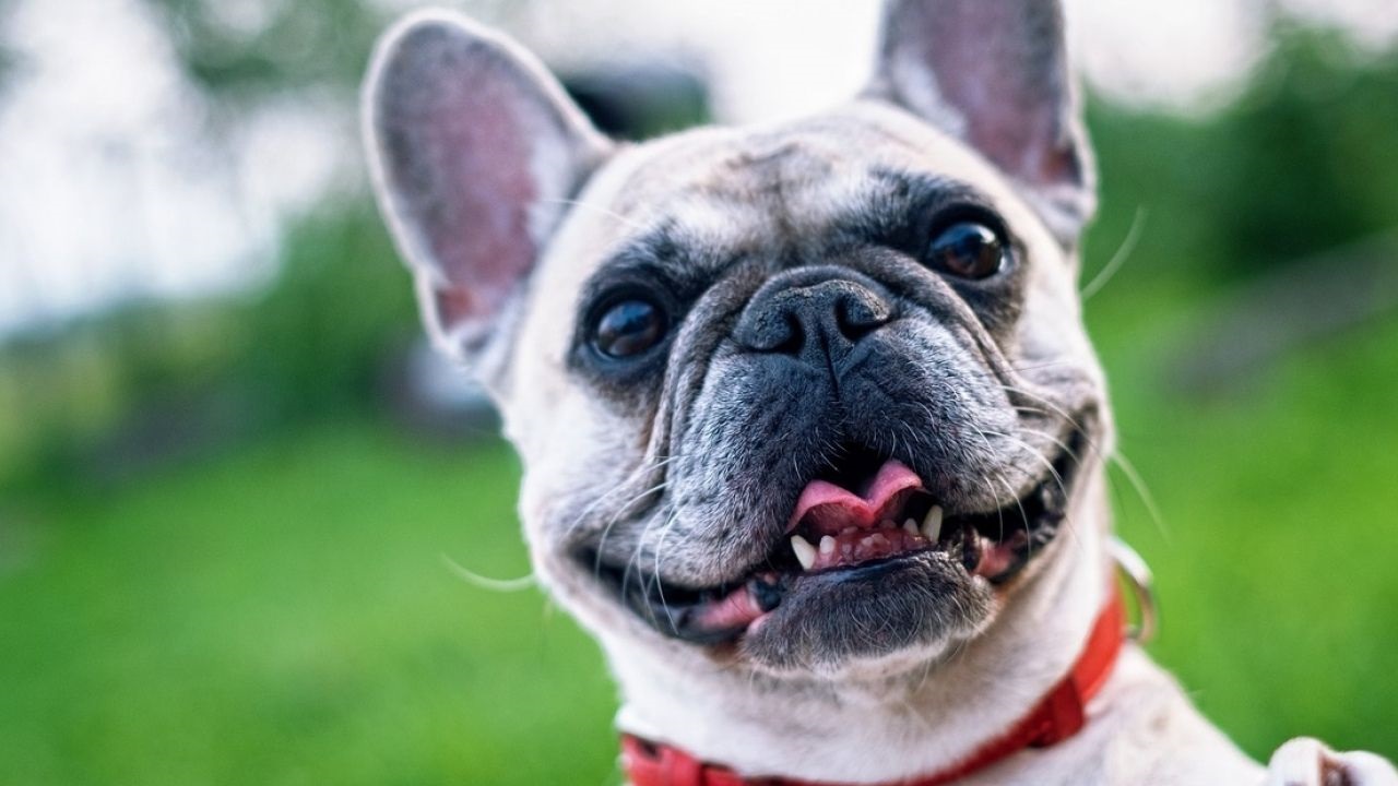 Una veterinaria de Mar del Plata deberá pagar más de 17 millones de pesos a una mujer por la muerte de su perra Juanita. El animal fue dejado para un servicio de baño y murió durante el turno.