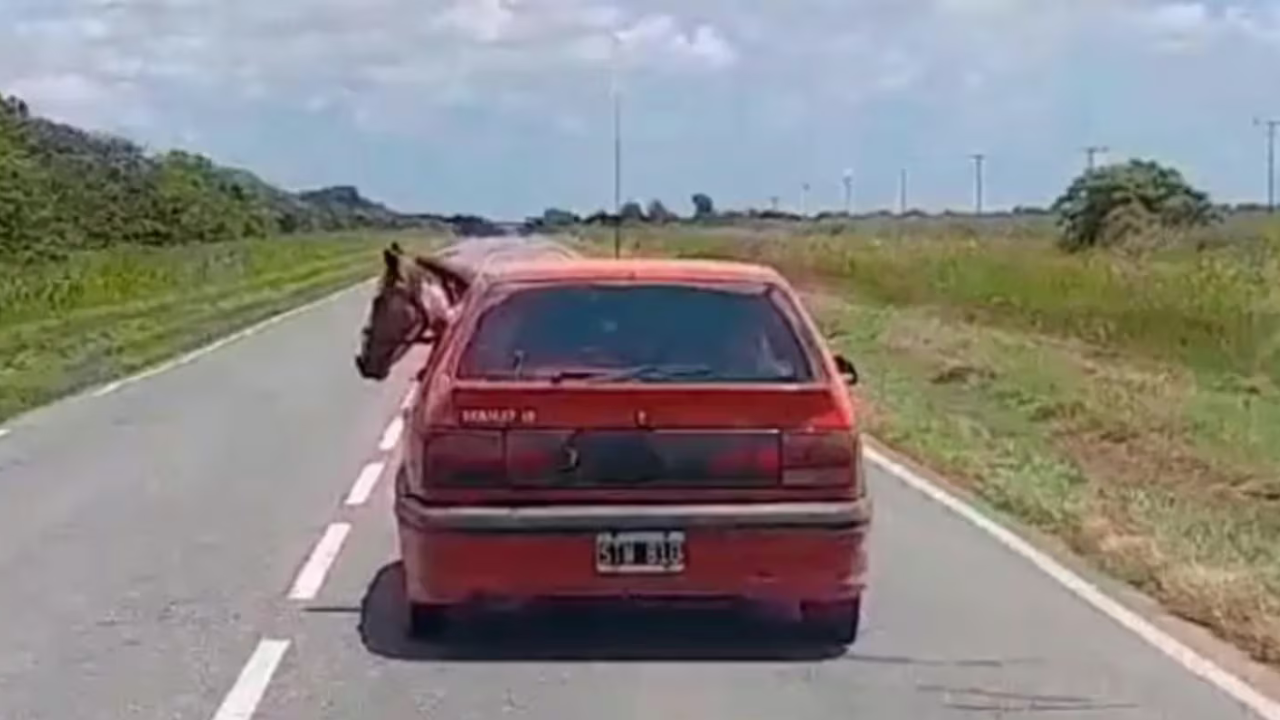 En el video se puede ver al animal de gran tamaño en la parte trasera del vehículo marca Renault 19 asomando su cabeza por una de las ventanillas.