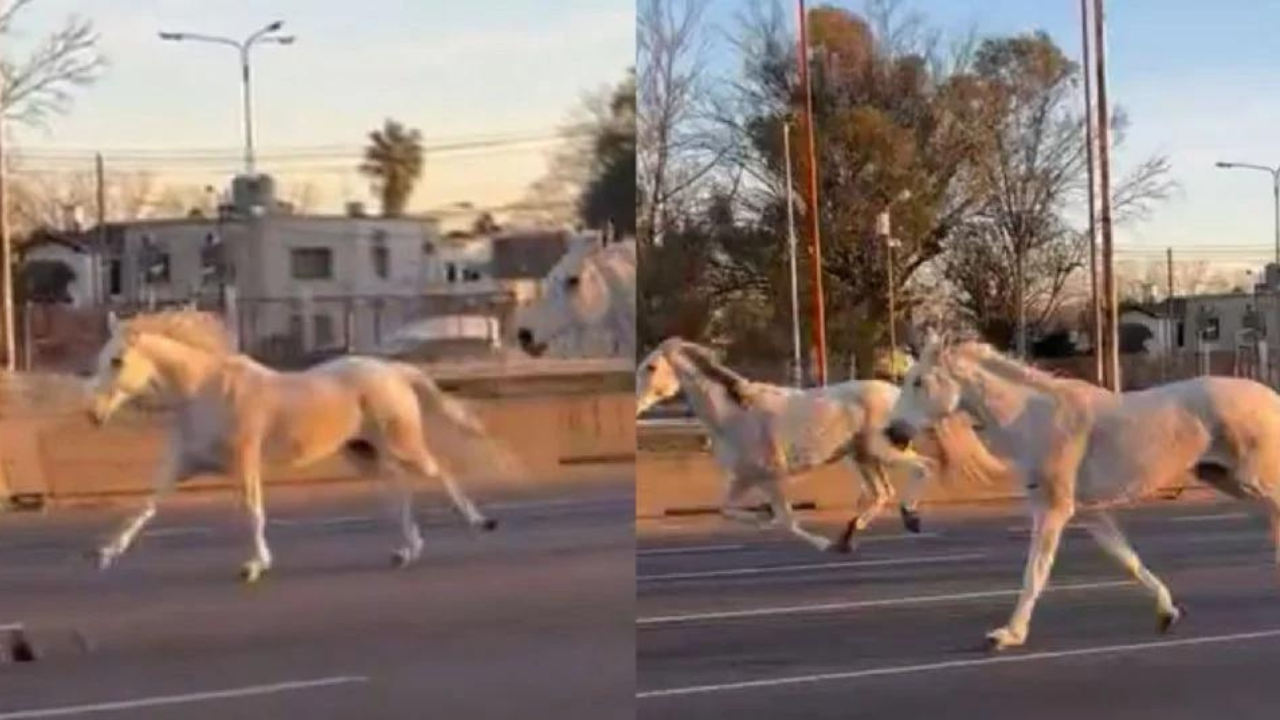 Una tropilla de animales escapó de Campo de Mayo y atravesó la autopista Panamericana, sorprendiendo a automovilistas y generando problemas en el tránsito.