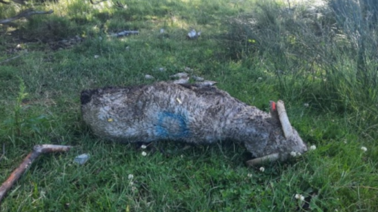 Durante una recorrida en su establecimiento encontró a más de 30 ovinos muertos y otros 30 con graves mordeduras. La mayoría eran animales de exposición.