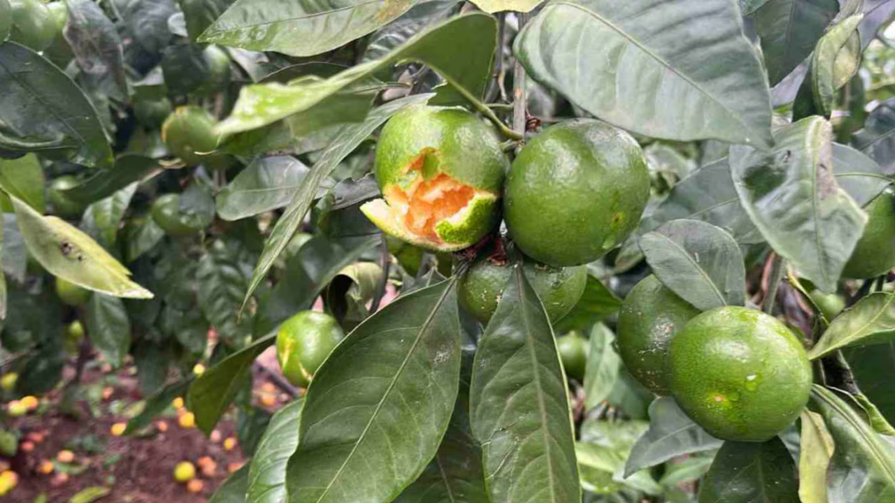 Nicolás Carlino, secretario de la Cooperativa San Francisco e integrante del consejo de Coninagro, describió a TN el efecto del temporal que azotó el sur de la provincia. Estiman que el 30% del macizo citrícola de 24 mil hectáreas podría estar afectado.