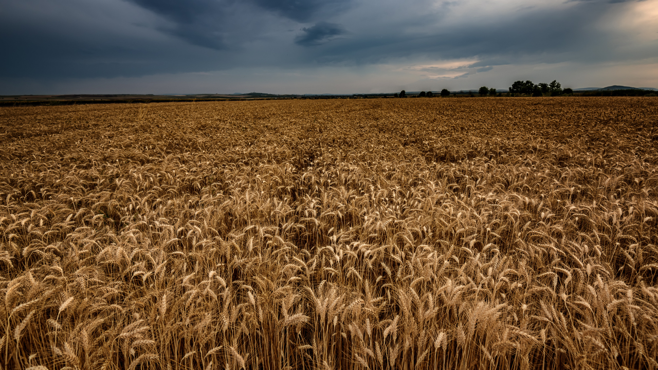 Tras tres años de sequía, para esta campaña se consolida la tendencia de un periodo de lluvias importantes donde el granizo y las heladas tardías son la preocupación del productor...