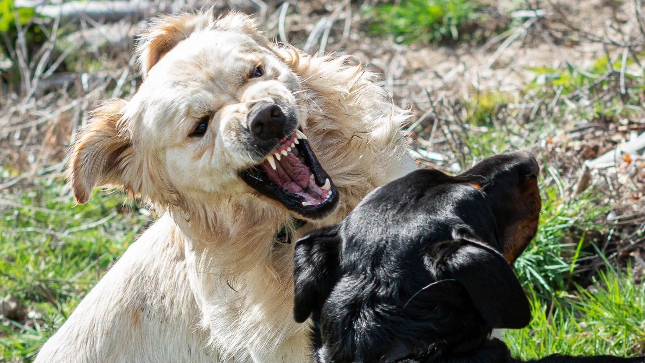 En Bariloche, condenaron a la dueña de dos perros que atacaron a una mujer y le causaron cuatro cirugías a pagar una indemnización de más de 20 millones de pesos.