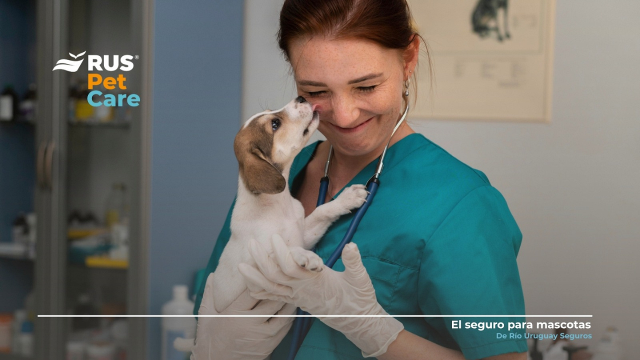 Este miércoles 6 de agosto es el Día del Veterinario, una fecha para reflexionar sobre el cuidado animal y la responsabilidad de los tutores de mascotas.