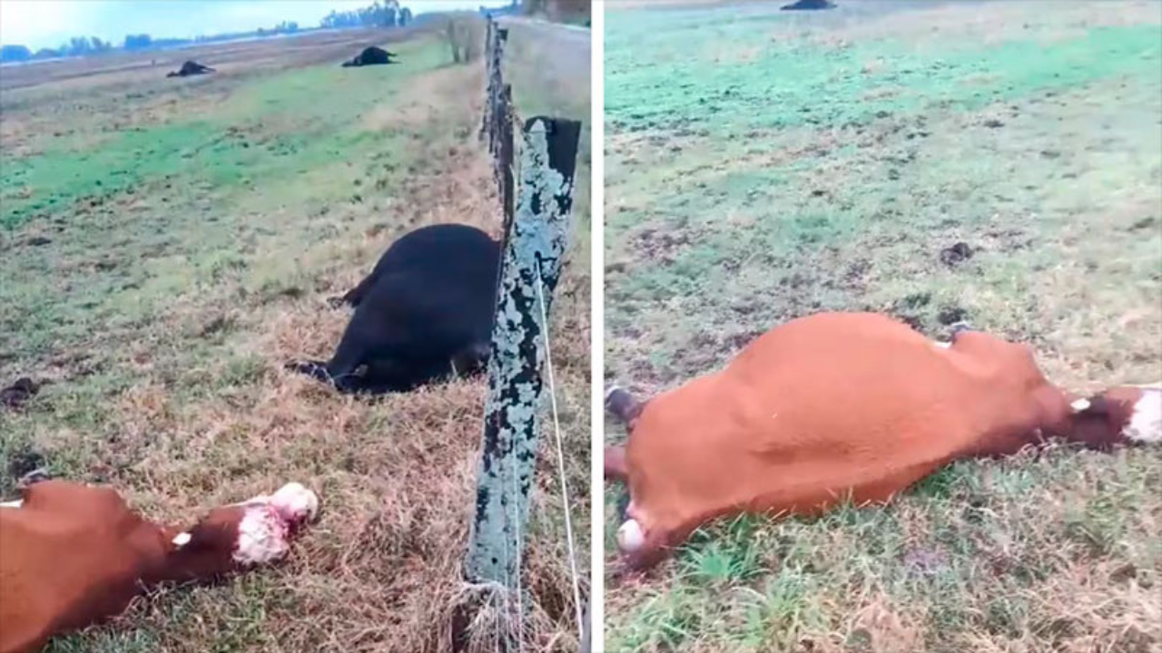 El vecino del campo donde murieron las vacas, compartió el video donde se observa a nueve animales que murieron por un rayo o una centella, en la localidad bonaerense de Luján. Muchos se asombraron por la distancia entre los vacunos.