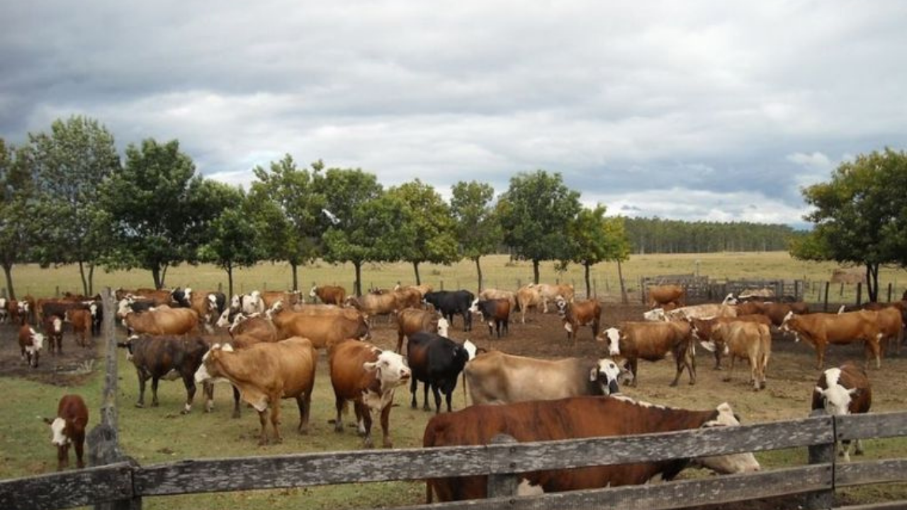 Los delincuentes rurales usaron un camión jaula para llevarse los animales. El productor damnificado exigió más controles con la venta ilegal de carne...